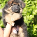 Black/Tan Male (08E24) Black and Tan Long Coat German Shepherd Puppy clean website photo 06 by Royal Tribes K9