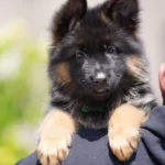 Black and Red Female (Green Tag) Long Coat German Shepherd Puppy coat detail photo 03 by Royal Tribes K9