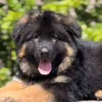 Black and Red Male Long Coat German Shepherd Puppy puppy profile image 05 by Royal Tribes K9