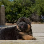 Black and Red Male (03B24) Long Coat German Shepherd Puppy profile photo 09 by Royal Tribes K9