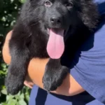 Black Female (08D24) Long Coat German Shepherd Puppy puppy profile image 05 by Royal Tribes K9