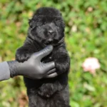 Full Black Male import (Ax) Long Coat German Shepherd Puppy gallery image 02 by Royal Tribes K9
