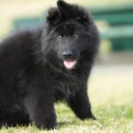 Male Full Black Import (Ax) Full Black Long Coat German Shepherd Puppy standing portrait 04 by Royal Tribes K9