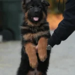 Black and Red - Male - (Import) Black and Tan Long Coat German Shepherd Puppy close-up image 08 by Royal Tribes K9