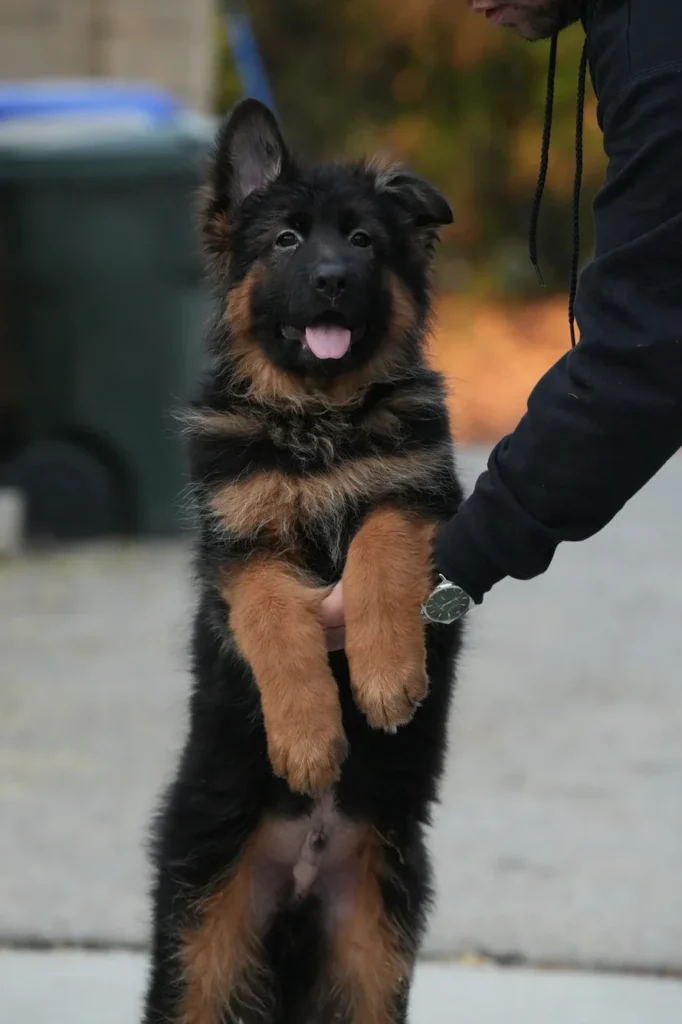 Black and Red Male (Import) Black and Tan Long Coat German Shepherd Puppy close up image 08 by Royal Tribes K9 in Dana
