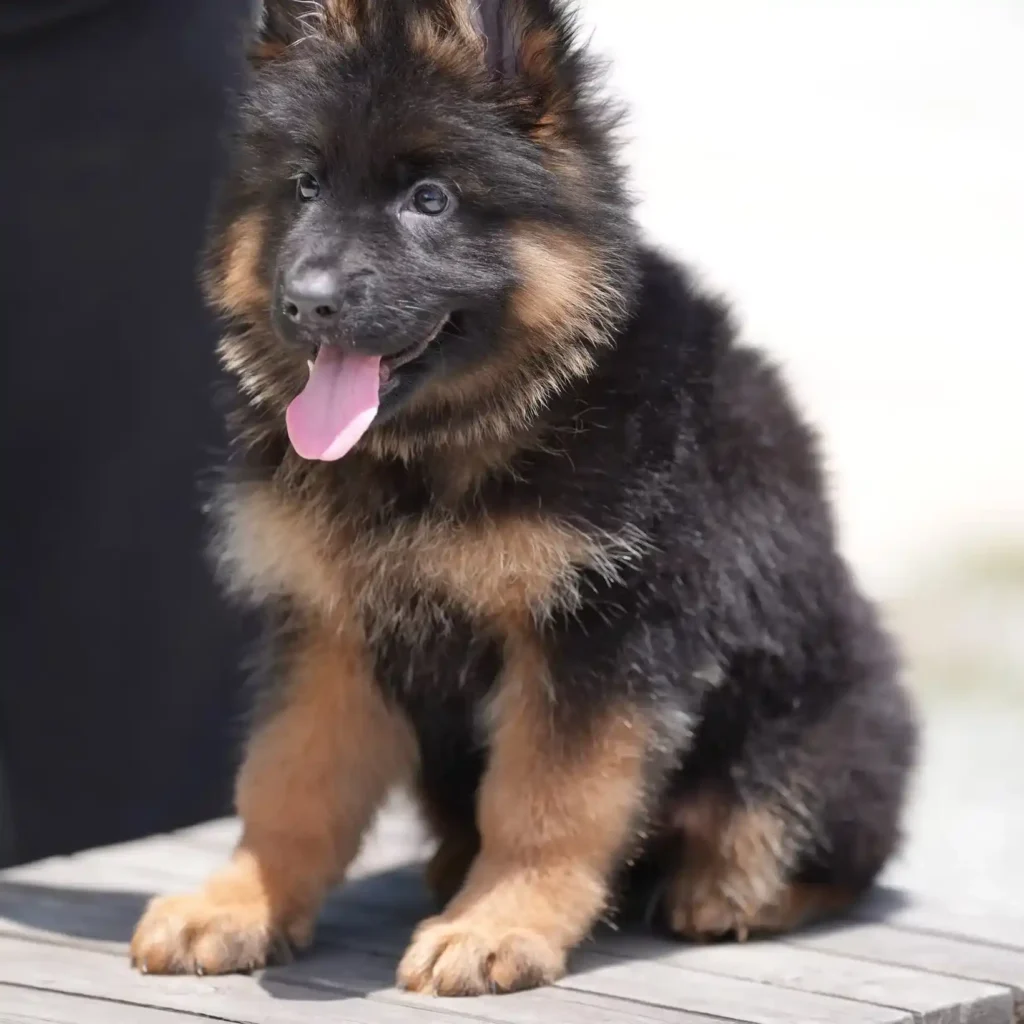 Black and Red Female (Yellow Tag) Long Coat German Shepherd Puppy gallery image 02 by Royal Tribes K9