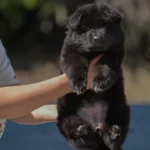 Black Female (03B24) Long Coat German Shepherd Puppy clean website photo 06 by Royal Tribes K9