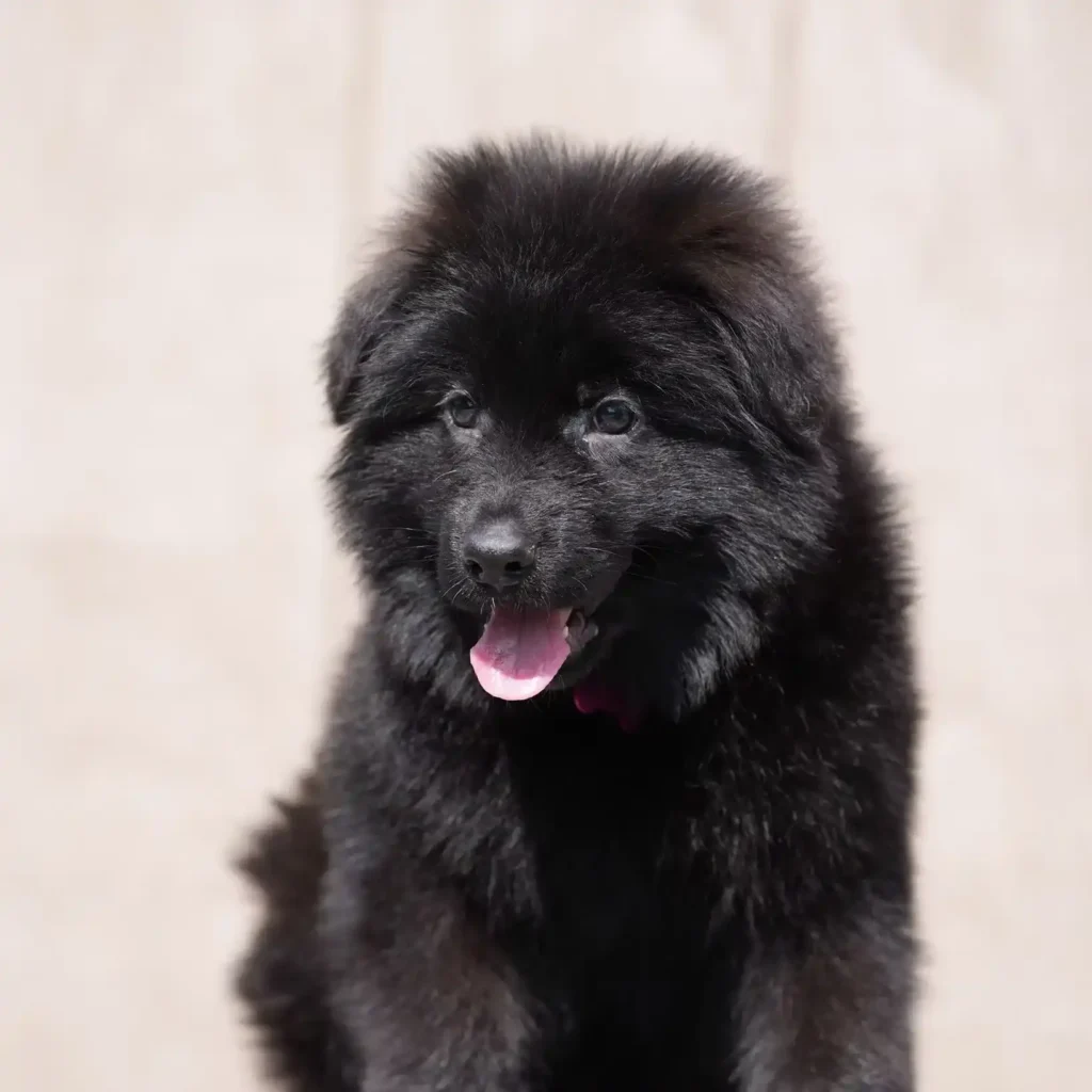 Black Male (Pink) Long Coat German Shepherd Puppy coat detail photo 03 by Royal Tribes K9