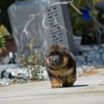 Black and Red Male (03B24) Long Coat German Shepherd Puppy coat detail photo 11 by Royal Tribes K9