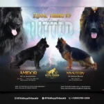 Amidor & Mystery Long Coat German Shepherd Puppy gallery image 02 by Royal Tribes K9