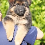 Black/Tan Male (08E24) Black and Tan Long Coat German Shepherd Puppy standing portrait 04 by Royal Tribes K9
