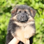 Black/Tan Male (08E24) Black and Tan Long Coat German Shepherd Puppy puppy profile image 05 by Royal Tribes K9