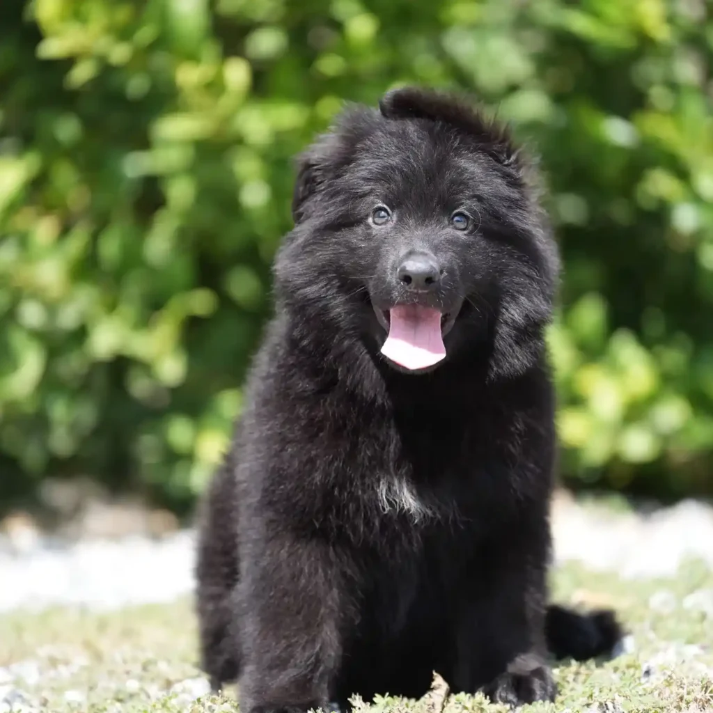 German Shepherd puppies for sale in El Segundo - Black male (white) Long Coat German Shepherd Puppy standing portrait 04 by