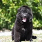 Black male (white) Long Coat German Shepherd Puppy standing portrait 04 by Royal Tribes K9