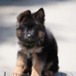 Black and Red Female (Green Tag) Long Coat German Shepherd Puppy puppy profile image 05 by Royal Tribes K9