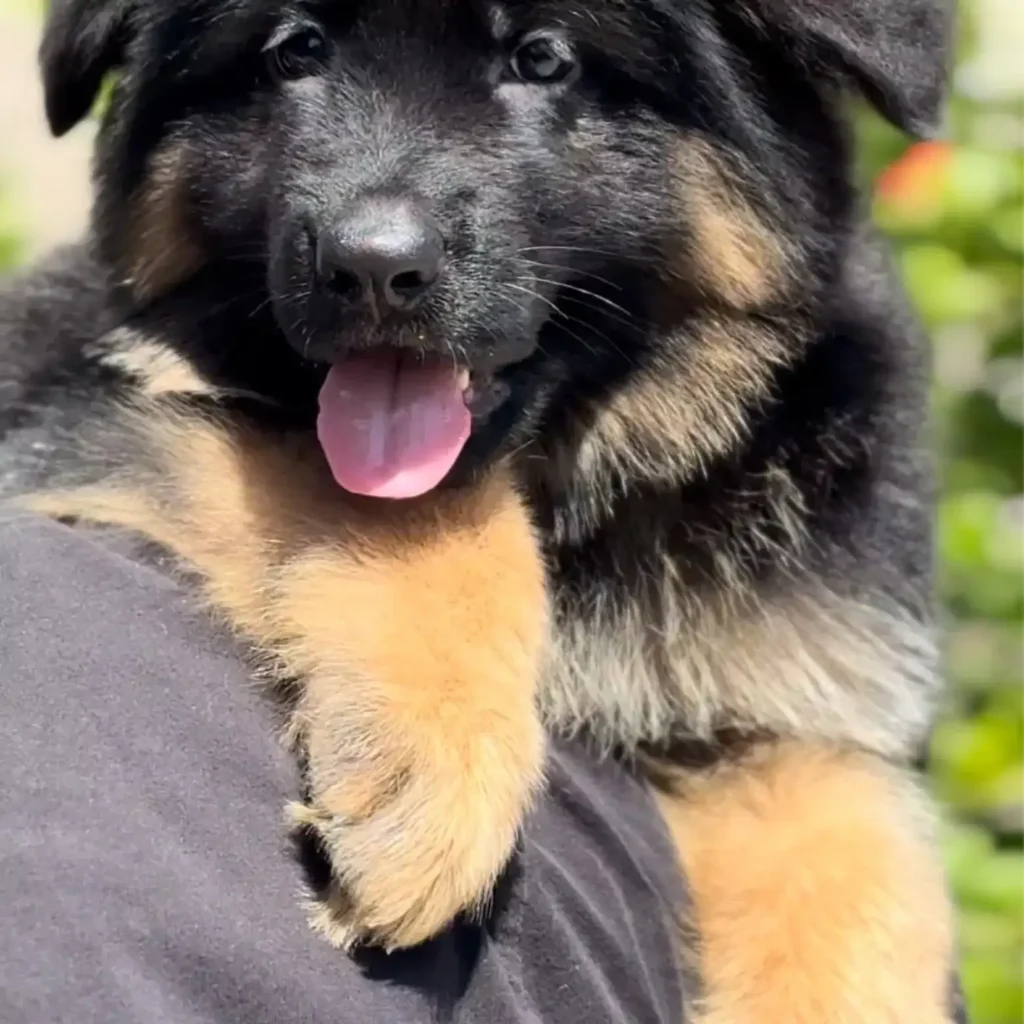 Black and Red Male Long Coat German Shepherd Puppy profile photo 01 by Royal Tribes K9