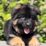Black and Red Male Long Coat German Shepherd Puppy clean website photo 06 by Royal Tribes K9
