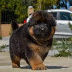 Black and Red Male (03B24) Long Coat German Shepherd Puppy standing portrait 12 by Royal Tribes K9
