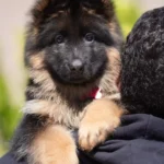Black and Red Female (Red Tag) Long Coat German Shepherd Puppy breed profile photo 07 by Royal Tribes K9
