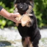 Black and Red Female (Red Tag) Long Coat German Shepherd Puppy clean website photo 06 by Royal Tribes K9