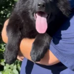 Black Female (08D24) Long Coat German Shepherd Puppy profile photo 01 by Royal Tribes K9