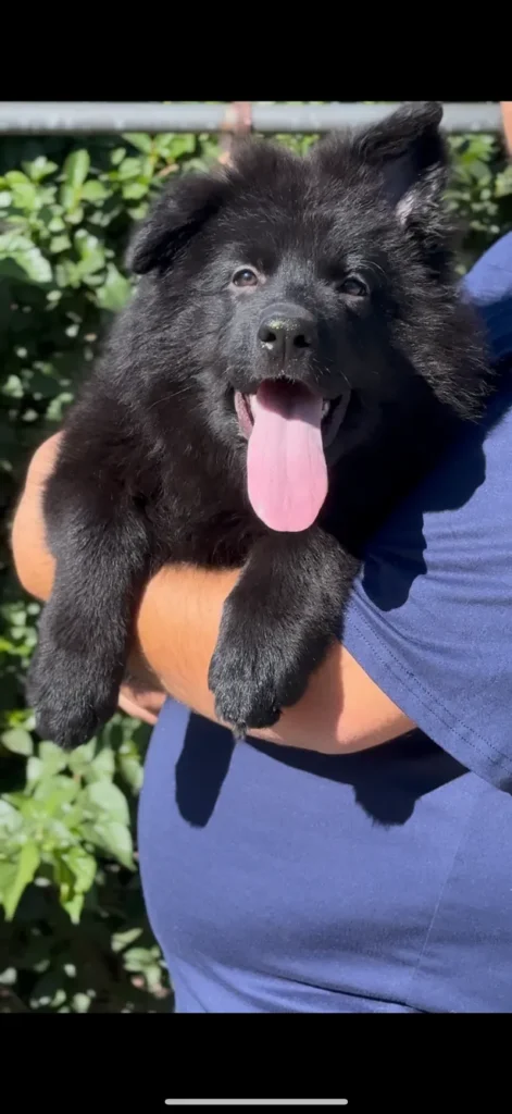 Black Female (08D24) Long Coat German Shepherd Puppy profile photo 01 by Royal Tribes K9