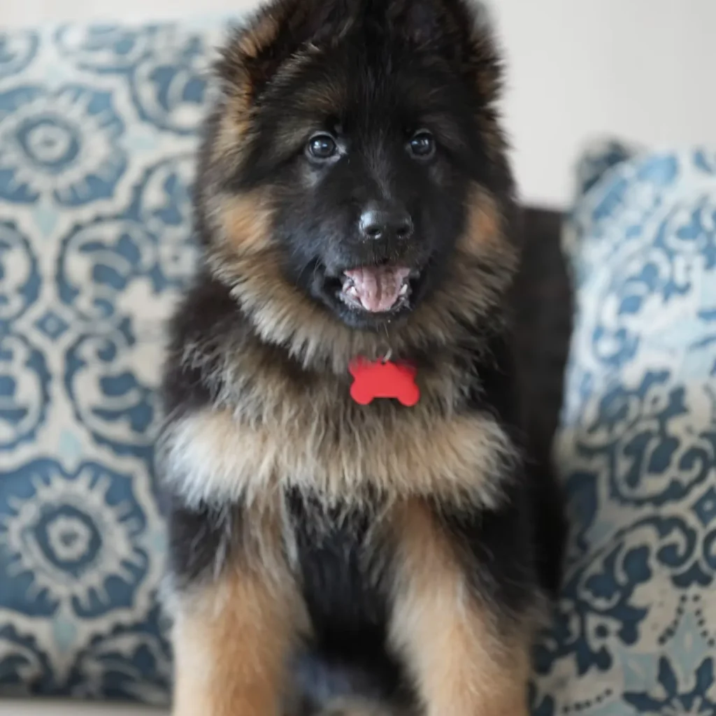 Black and Red Female (Red Tag) Long Coat German Shepherd Puppy standing portrait 04 by Royal Tribes K9 in Buffalo, New York