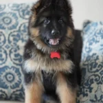 Black and Red Female (Red Tag) Long Coat German Shepherd Puppy standing portrait 04 by Royal Tribes K9