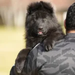 Male Full Black Import (Ax) Full Black Long Coat German Shepherd Puppy clean website photo 06 by Royal Tribes K9