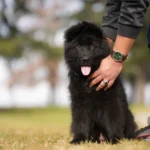 Male Full Black Import (Ax) Full Black Long Coat German Shepherd Puppy gallery image 02 by Royal Tribes K9