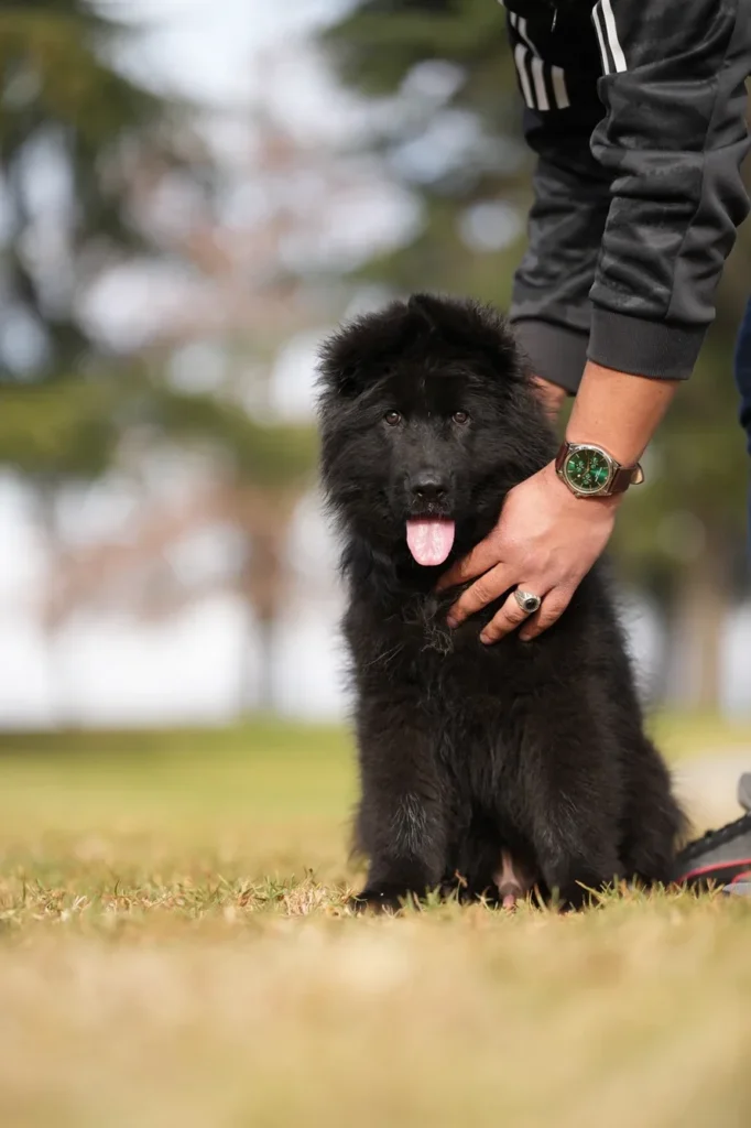 Male Full Black Import (Ax) Full Black Long Coat German Shepherd Puppy gallery image 02 by Royal Tribes K9