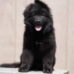 Black male (white) Long Coat German Shepherd Puppy breed profile photo 07 by Royal Tribes K9