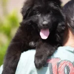 Black male (white) Long Coat German Shepherd Puppy puppy profile image 05 by Royal Tribes K9