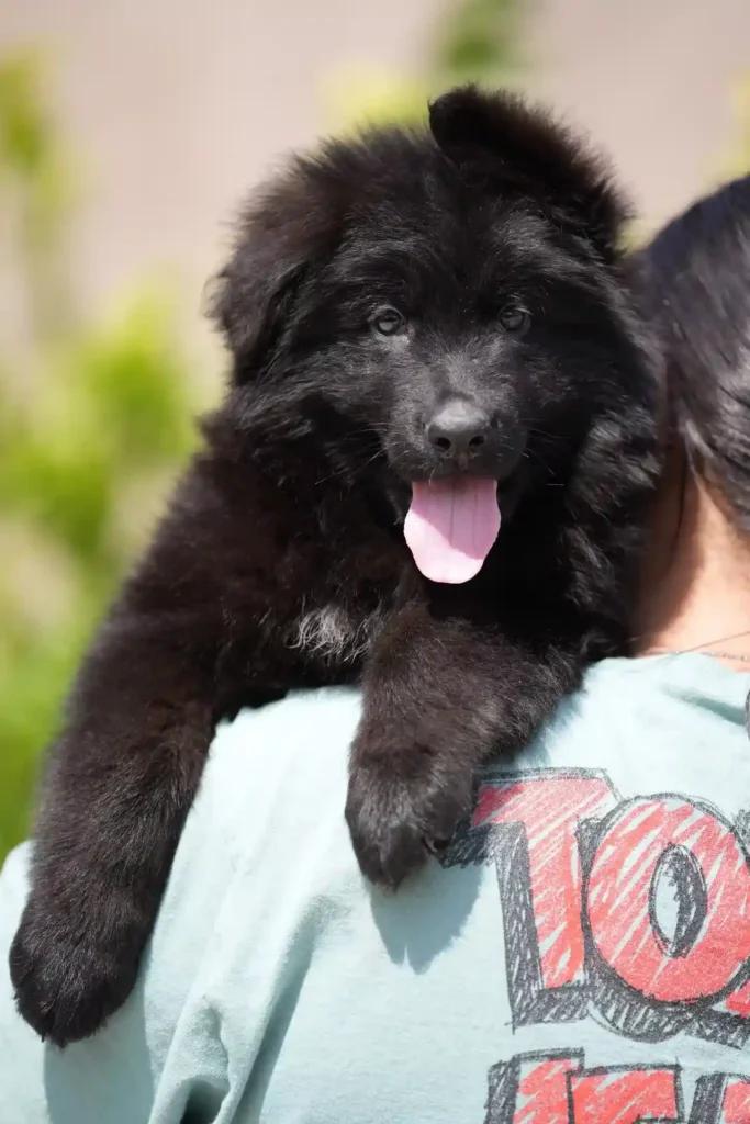 Black male (white) Long Coat German Shepherd Puppy puppy profile image 05 by Royal Tribes K9 in Oklahoma City, Oklahoma