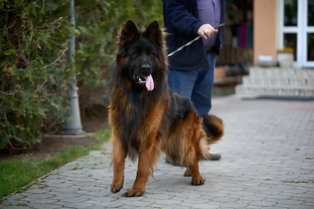 Royal Tribes K9 long haired German Shepherd breeders with an adult dog