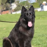 Amidor & Mystery Long Coat German Shepherd Puppy profile photo 01 by Royal Tribes K9