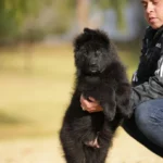 Male Full Black Import (Ax) Full Black Long Coat German Shepherd Puppy coat detail photo 03 by Royal Tribes K9