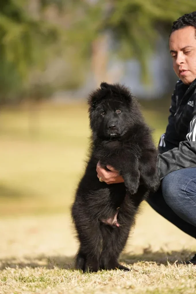 Male Full Black Import (Ax) Full Black Long Coat German Shepherd Puppy coat detail photo 03 by Royal Tribes K9 in Marina Del