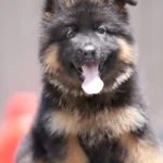 Black and Red Female (Yellow Tag) Long Coat German Shepherd Puppy clean website photo 06 by Royal Tribes K9