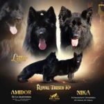 Amidor & Nika Long Coat German Shepherd Puppy coat detail photo 03 by Royal Tribes K9