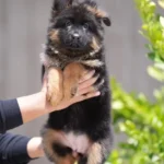 Black and Red Female (Yellow Tag) Long Coat German Shepherd Puppy standing portrait 04 by Royal Tribes K9