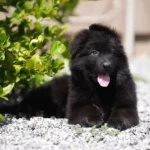 Black male (white) Long Coat German Shepherd Puppy clean website photo 06 by Royal Tribes K9