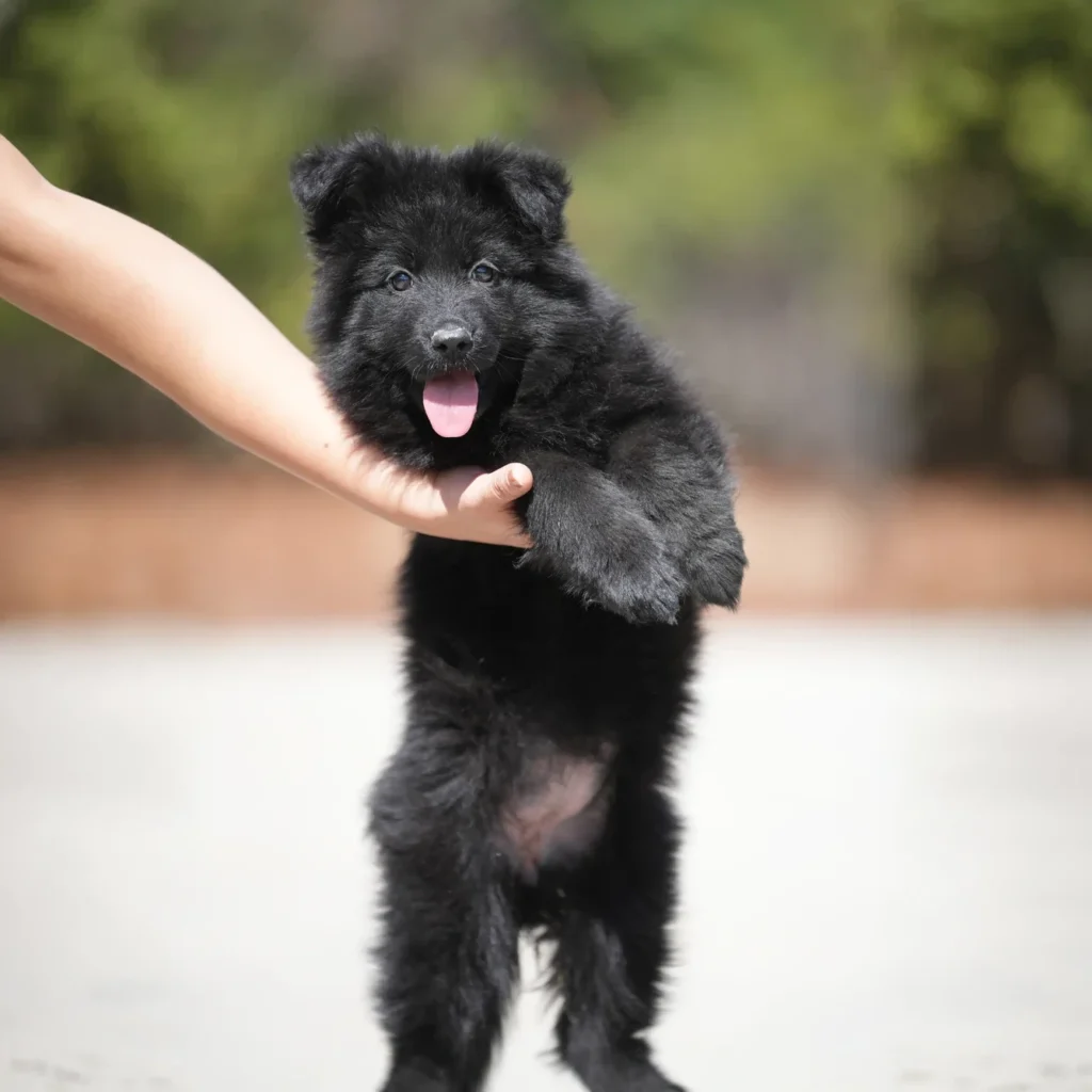 Fendi RTK9 Team Full Black Long Coat German Shepherd Puppy gallery image 02 by Royal Tribes K9
