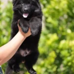 Black male (white) Long Coat German Shepherd Puppy gallery image 02 by Royal Tribes K9