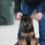 Black and Red - Male - (Import) Black and Tan Long Coat German Shepherd Puppy profile photo 01 by Royal Tribes K9