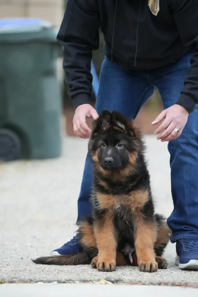 Black and Red - Male - (Import) Black and Tan Long Coat German Shepherd Puppy profile photo 01 by Royal Tribes K9