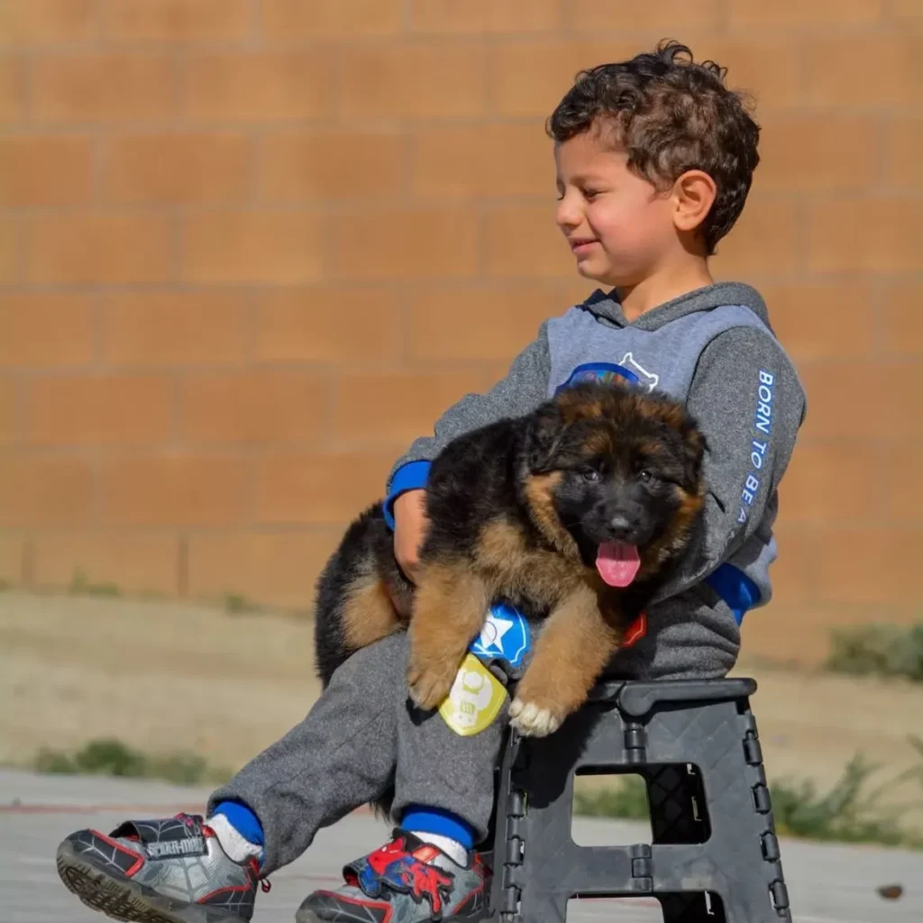 German Shepherd puppies for sale in Sioux Falls South Dakota - Black and Red Female (03B24) Long Coat German Shepherd Puppy