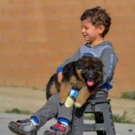 Black and Red Female (03B24) Long Coat German Shepherd Puppy profile photo 09 by Royal Tribes K9