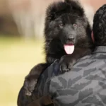 Male Full Black Import (Ax) Full Black Long Coat German Shepherd Puppy puppy profile image 05 by Royal Tribes K9