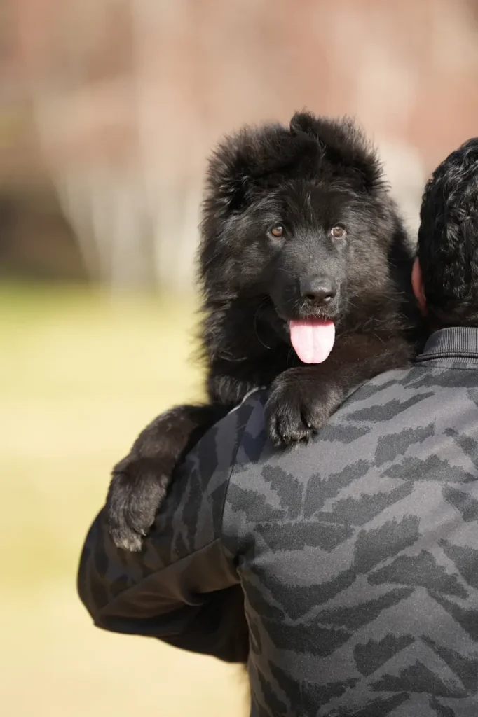 German Shepherd puppies for sale in Baltimore - Male Full Black Import (Ax) Full Black Long Coat German Shepherd Puppy puppy